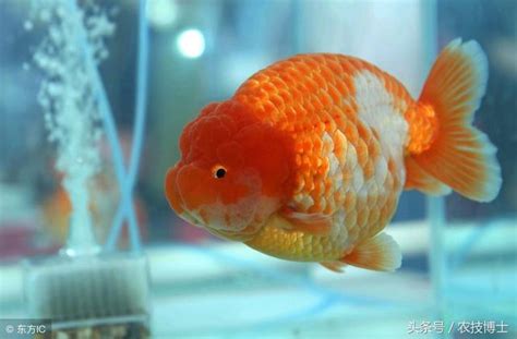 金魚溶尾|金魚尾巴爛了怎麼辦？金魚爛尾的原因和解決方法